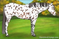 Horse Color:Bay Sabino Appaloosa
