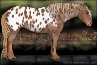 Horse Color:Chestnut Appaloosa