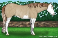 Horse Color:Liver Red Dun Splash Rabicano