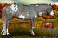 Horse Color:White Spotted Liver Chestnut Splash Frame Varnish