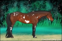 Horse Color:White Spotted Bay 