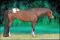 Horse Color:Bay Sabino Appaloosa
