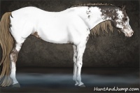 Horse Color:Liver Chestnut Sabino Appaloosa