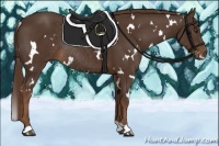 Horse Color:White Spotted Liver Chestnut Rabicano 