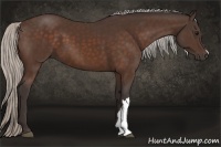 Horse Color:Silver Bay 