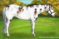 Horse Color:Bay Sabino Splash