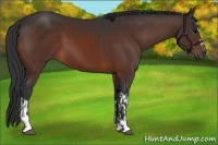 Horse Color:Bay Sabino  and Bay 