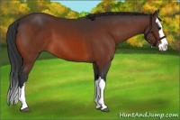 Horse Color:Bay Sabino Splash 