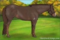 Horse Color:Liver Chestnut 