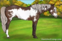 Horse Color:Silver Bay Frame 