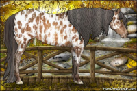 Horse Color:Sable Champagne Near Leopard  and Gray Sable Champagne Near Leopard 