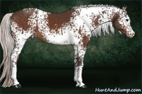 Horse Color:White Spotted Silver Bay 