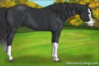 Horse Color:Black Splash