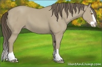 Horse Color:Classic Cream Champagne Splash