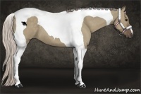 Horse Color:Silver Grullo Tobiano 