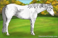 Horse Color:White Spotted Black Splash Tobiano Appaloosa 