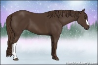 Horse Color:Liver Chestnut 