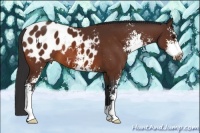 Horse Color:Brown Sabino Blanket 