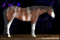 Horse Color:White Spotted Bay 