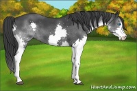 Horse Color:Blue Roan Splash 