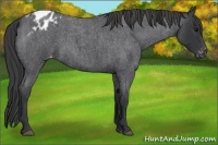 Horse Color:Blue Roan Varnish 