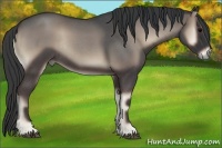 Horse Color:Blue Onyx Roan Rabicano 