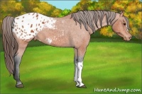 Horse Color:Bay Appaloosa