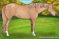 Horse Color:Gold Champagne 