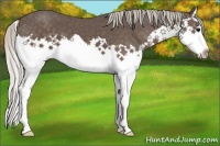 Horse Color:Silver Black Splash 