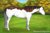 Horse Color:Bay Splash 