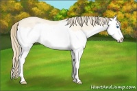 Horse Color:Perlino Dun Splash 