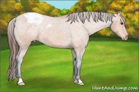 Horse Color:Bay Snowcap 