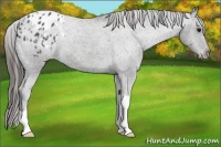 Horse Color:Black Appaloosa