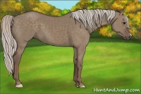 Horse Color:Silver Grullo 