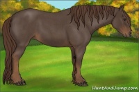 Horse Color:Liver Red Roan