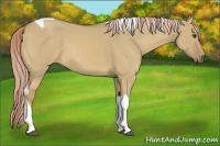 Horse Color:Palomino Dun Tobiano
