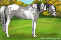 Horse Color:Grullo Roan Splash Tobiano