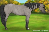 Horse Color:Grullo Roan Rabicano