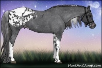 Horse Color:Blue Roan Tobiano Appaloosa