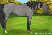 Horse Color:Grullo Roan