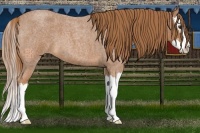 Horse Color:Red Roan Splash 