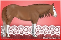 Horse Color:Chestnut Splash 