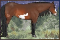 Horse Color:Bay Frame