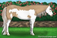 Horse Color:Palomino Splash Frame