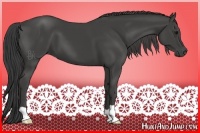 Horse Color:Smoky Black