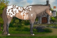 Horse Color:Buckskin Appaloosa
