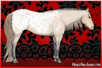 Horse Color:Buckskin Roan Blanket 