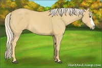 Horse Color:Palomino Roan Splash
