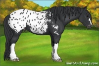 Horse Color:Black Appaloosa
