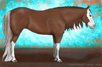 Horse Color:Chestnut Splash 